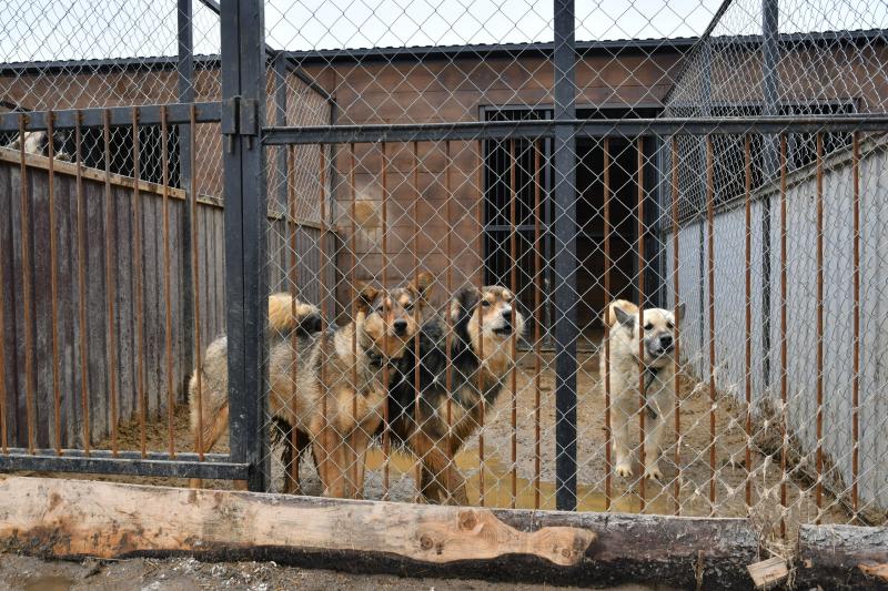 Самарские специалисты по отлову собак предложили идеи по борьбе с бездомными животными