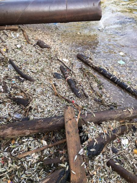 В Самарской области продолжаются массовые выбросы мёртвой рыбы на берег