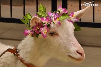 Самарский оракул Коза Забияка вошла в топ-7 лучших предсказателей ЧМ-2018