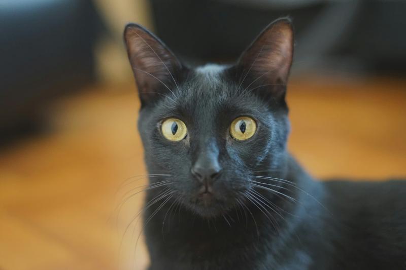 Живодера в шинели доставили в психиатрическую больницу