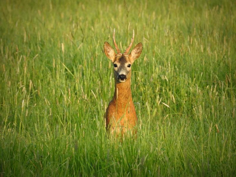 Забежала на полдник: в заборе самарского детского сада застряла косуля