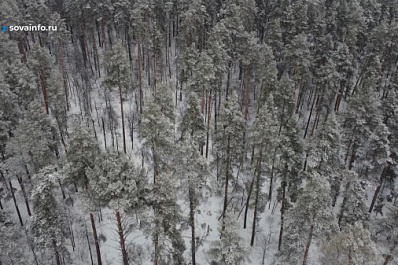 В Самарской области заготовили тонны семян для восстановления лесов