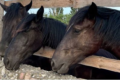 На берегу Волги в ПФО появится 15-метровый конь