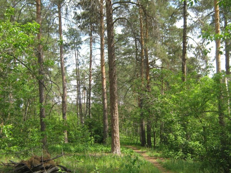 В Тольятти хотят изменить зонирование участка леса ради автобизнеса