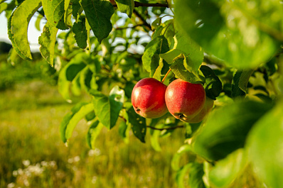 Садовод Короткова рассказала, как получить богатый урожай в следующем году