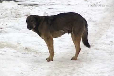 В областном департаменте охоты и рыболовства разъяснили суть разрешения на отстрел диких собак