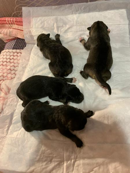 В Самаре люди выкинули новорожденных щенков на мусорку