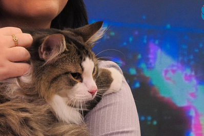 Как 11 кошек стажировались в Самарском областном вещательном агентстве