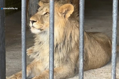 Видео: как львенок Алтай отметил свой первый день рождения в самарском зоопарке