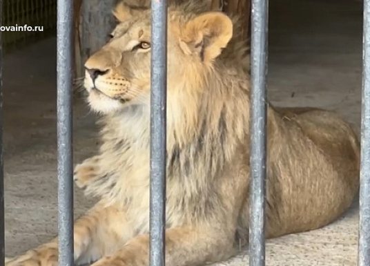 Видео: как львенок Алтай отметил свой первый день рождения в самарском зоопарке