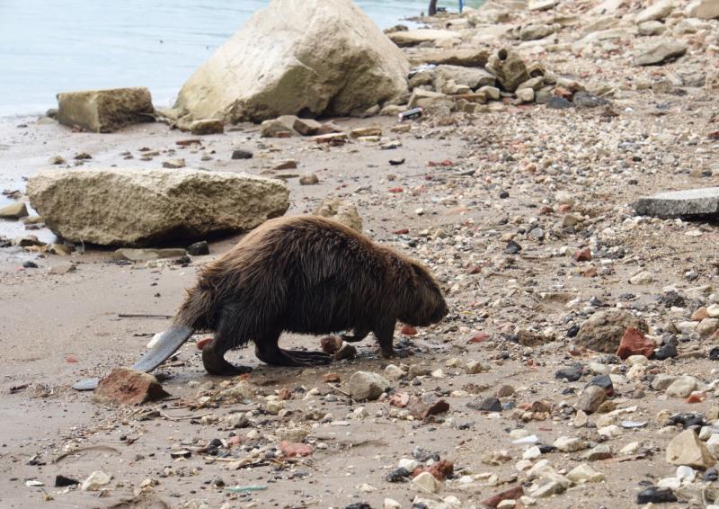 Самарцы спасли бобра от неминуемой гибели