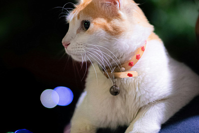 Зоозащитница рассказала, как правильно перевозить животных