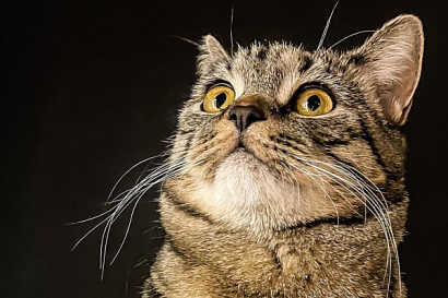 Название статьи