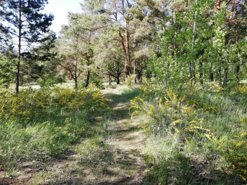 В бюджете Автограда учли расходы на тольяттинский лес