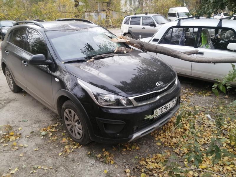 В Самаре упавшее дерево проломило стекло автомобиля