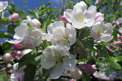 "Формирование комфортной среды" озеленит Самару 