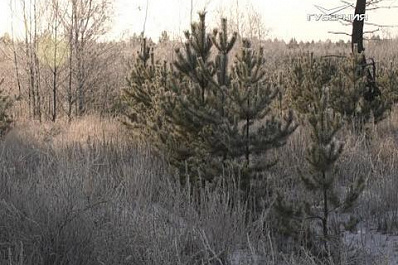 В Самарской области усилено патрулирование лесов