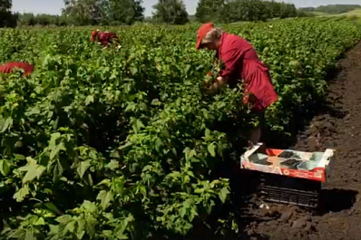 Тонны сочных ягод: в Самарской области собирают богатый урожай черной смородины