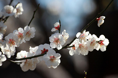 В Самарской области до конца рабочей недели потеплеет до +17
