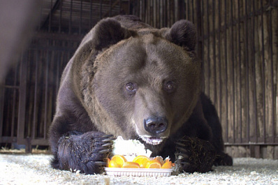 Не время спать: самый знаменитый самарский медведь отмечает день рождения