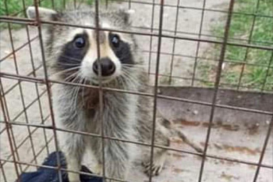 Из тольяттинского детского сада пришлось спасать енота