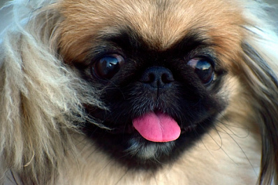 Собака за рулём автомобиля привлекла внимание жителей Сызрани