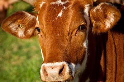 Хотел продать корову: в Самарской области задержан похититель скота