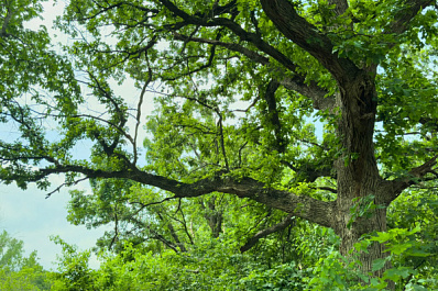 В Самарской области мужчину оштрафовали за вырубку дуба