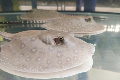 Милые, но ядовитые: самарцы познакомились с малышами ската