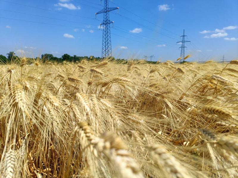 В России пошлина на три вида зерновых будет нулевой