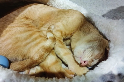 Кошки – Муси, собаки – Арчи: россияне рассказали о своих любимых питомцах