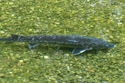 В Тольятти мужчина поймал редкую рыбу, занесённую в Красную книгу