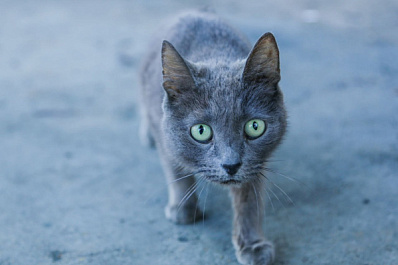 Кошкин дом: женщина поселила в своей квартире более 20 питомцев