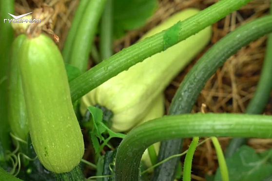 Подкармливаем кабачки. Дачные сезоны