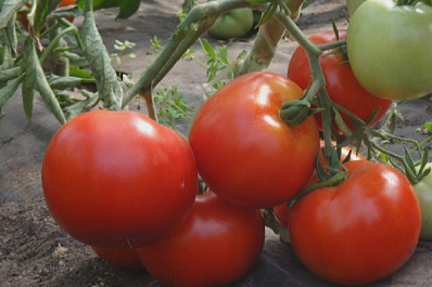 Российская агрофирма предлагает серию томатов для открытого грунта