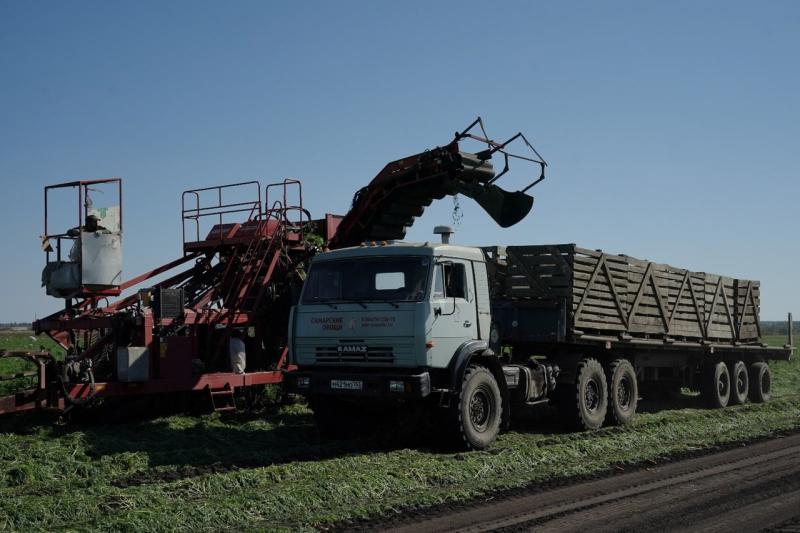 Время собирать: в Самарской области продолжается уборка овощей