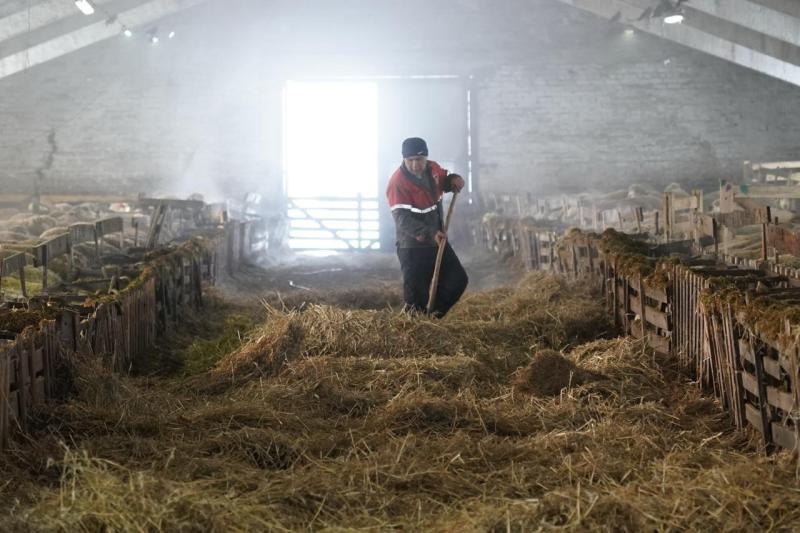 Поддержка для овцеводов: как в Самарской области разводят племенных овец и производят молоко