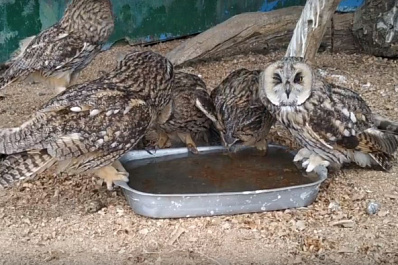 Самарский зоопарк показал, как животные переносят аномальную жару