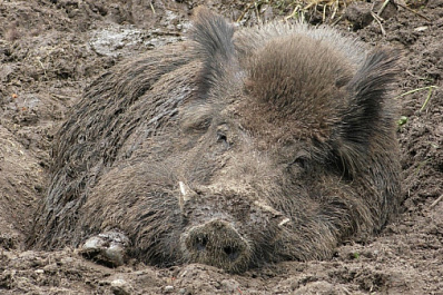 В департаменте ветеринарии опровергли распространение африканской чумы в Самарской области