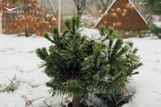 Особенности дачной зимовки. Удачные заметки