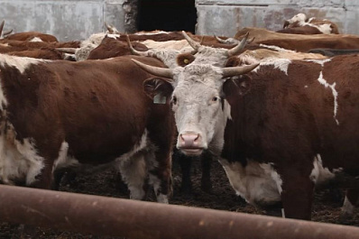 Фермер из Красноармейского района получил грант на развитие своего хозяйства   