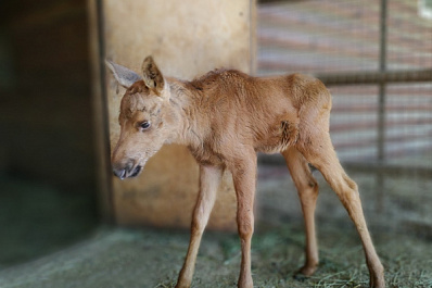 Почти как Бэмби: в самарском зоопарке поселился лосенок
