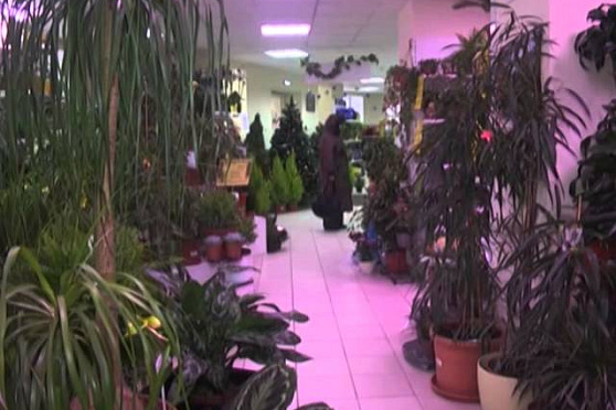 Дачные советы 17.01.2014