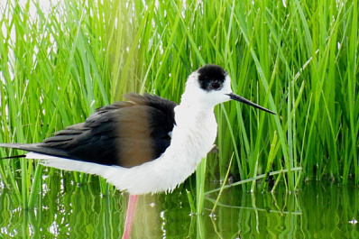 В Тольятти горожане заметили краснокнижную птицу 