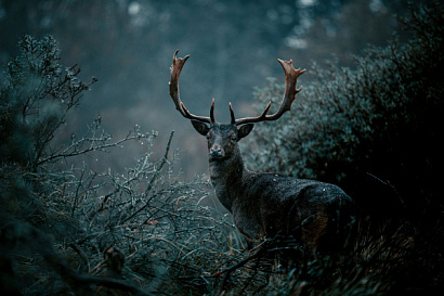 Название статьи