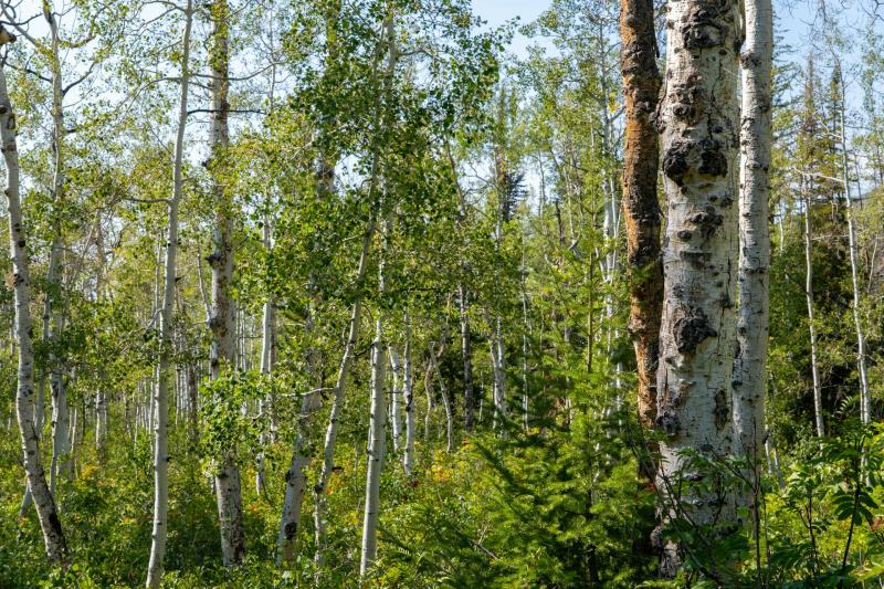 Предупреждение для аллергиков: в Самаре сохраняется высокая активность пыльцы