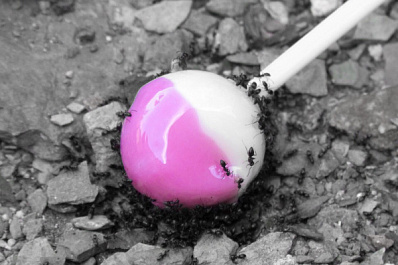 Лижите аккуратно: в Самаре продают леденцы с насекомыми