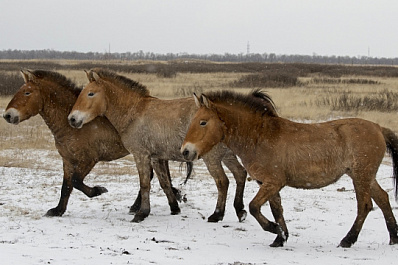 Под Самарой в сафари-парке поселились лошади Пржевальского