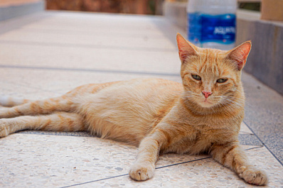Психолог Наталья Плужникова рассказала, как побороть лень