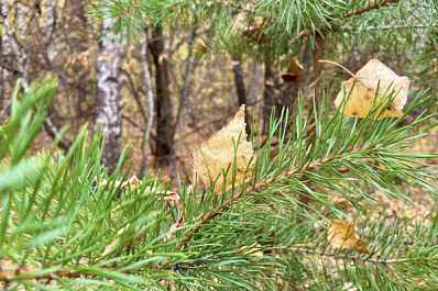 Запрет на пребывание в лесах "Самарской Луки" установили до 24 мая